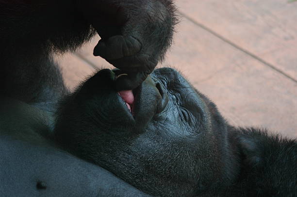 soñar con gorilas y monos