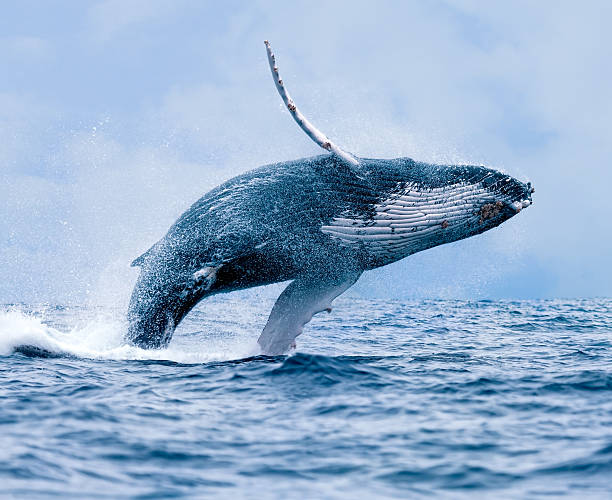 soñar con ballenas orcas	