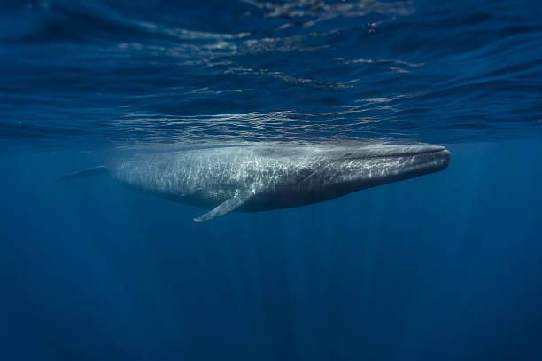 soñar con ballenas blancas