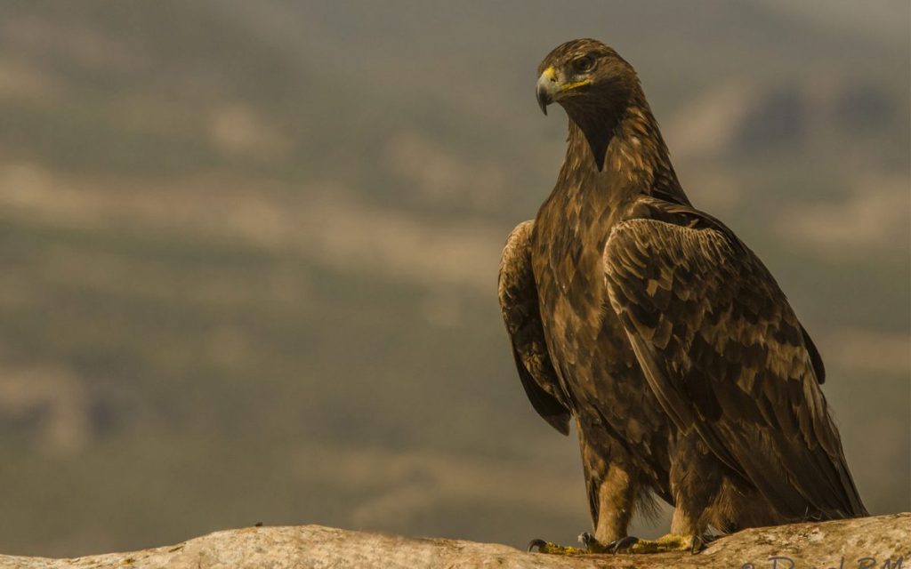 ▷ Soñar con águila ¿Qué Significa? 【2023】