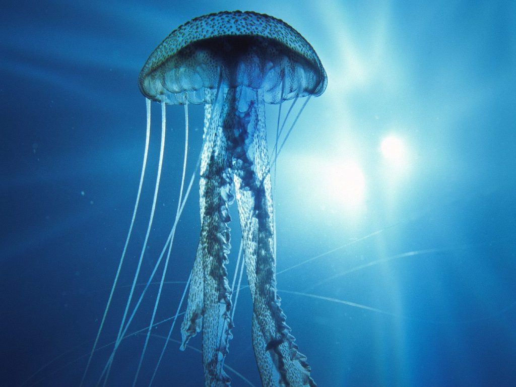 soñar con medusas en el mar