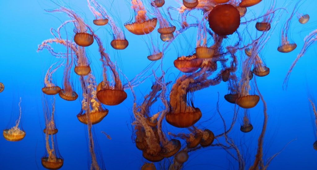 soñar con medusas en una piscina