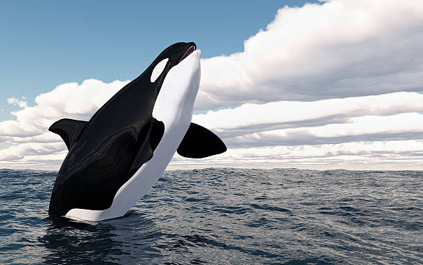 soñar con orcas en el mar	