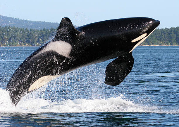 soñar con orcas misabueso