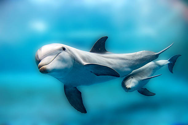 soñar con delfines y tiburones