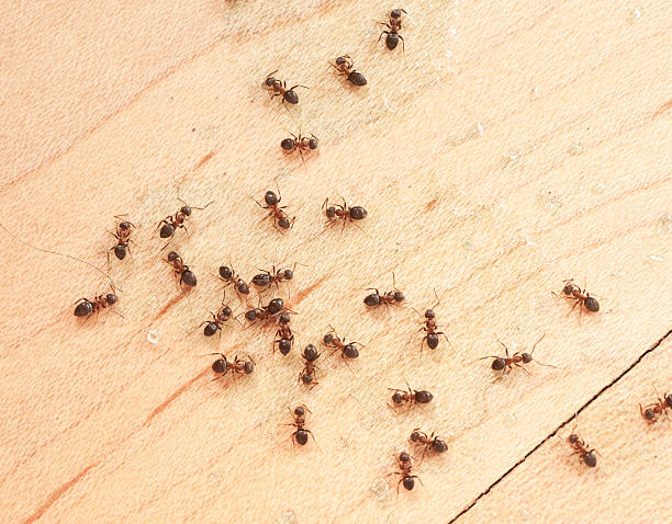 soñar con hormigas en el cuerpo
