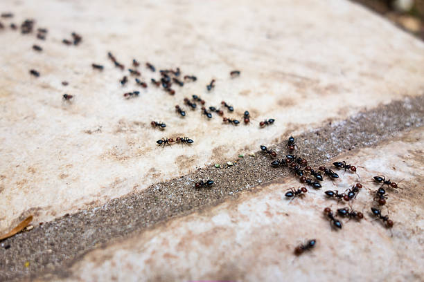 soñar con hormigas arrieras