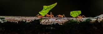 Soñar con hormigas