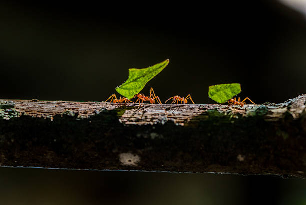 soñar con hormigas amarillas