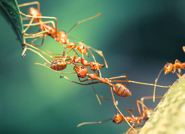 soñar con hormigas grandes